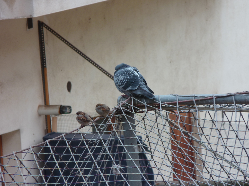 No s'ha trobat l'arxiu